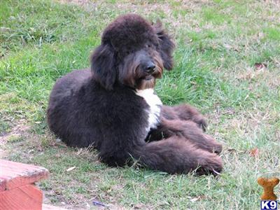 Australian Shepherd Puppies for Sale